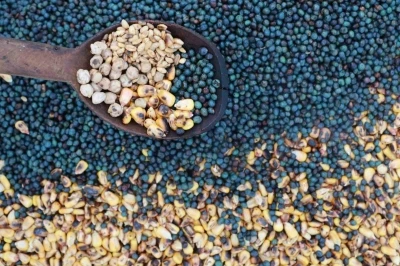 Asırlardır yaşatılan lezzet: Kavut unu sofralardan k&uuml;lt&uuml;re uzanan bir miras
