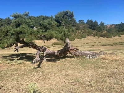 Asırlık çamın yaşam mücadelesi
