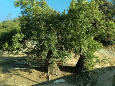 Asırlık çınar ağaçların koruma altına alınması isteniyor

