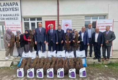 Aslanapa’da 13 kadın çiftçiye yüzde 75 hibeli 7 bin adet ahududu fidanı dağıtıldı
