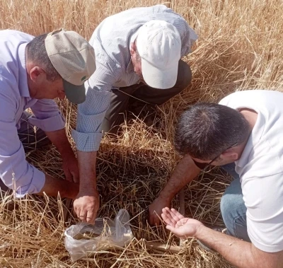 Aslanapa’da dolu ve sel afeti sonrası tarım arazilerinde hasar tespiti
