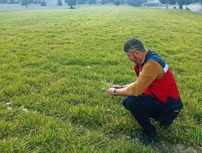 Aslanapa&rsquo;da soğuktan zarar g&ouml;ren hububat ekili alanlarda inceleme

