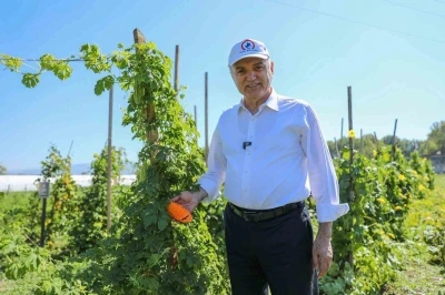 Ata tohumları meyve vermeye başladı
