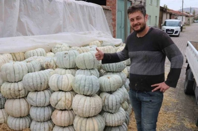 Ata tohumu ile üretilen Eskişehir’in meşhur kabağının hasadı başladı
