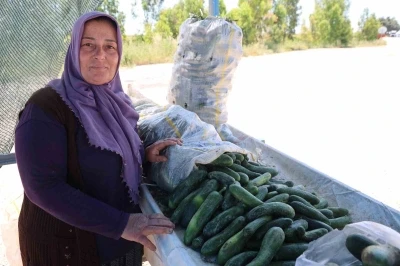 Ata tohumu Karak&ouml;y salatalığında hasat başladı
