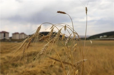 Ata Tohumu Kavılcanın hasadı başladı
