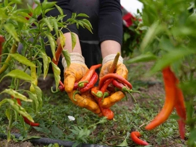 Ata tohumu yetiştiriciliğinde ilk hasat
