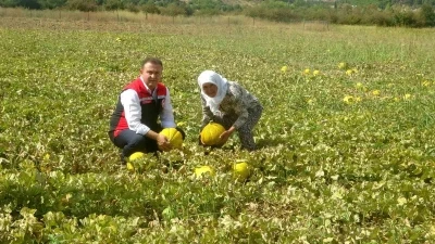 Ata tohumundan gelen miras: Yayla kavunu Karabağlar’da yüz yıllardır yaşatılıyor
