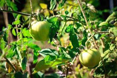 Ataşehir Belediyesi Kent Bostanları için yeni dönem başvuruları başlıyor
