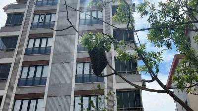 Ataşehirde bahar bereketiyle geldi, o anlar ilgi odağı oldu: Y&uuml;zlerce arı şehir i&ccedil;inde yuva yaptı
