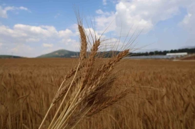 Atıl araziler ekonomiye kazandırıldı: Yerli tohumla rekolte yüz güldürdü
