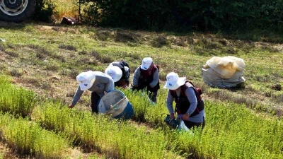 Atıl arazilerden kozmetik ve ila&ccedil; sanayisine
