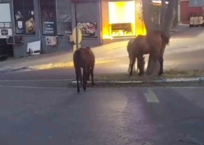 Atlar şehir merkezinde otlanırken g&ouml;r&uuml;nt&uuml;lendi
