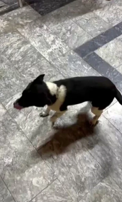 Atların yanında b&uuml;y&uuml;yen k&ouml;pek, y&uuml;r&uuml;y&uuml;ş&uuml;yle ilgi odağı oldu
