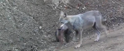 Avını taşıyan kurt fotokapanda
