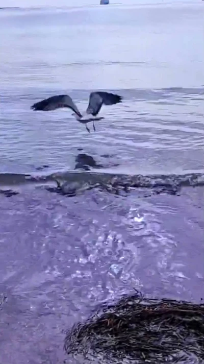 Ayağına dolanan sahte oltayla yaralanan martı tedavisinin ardından doğal ortamında
