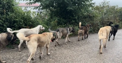 Aybastı&rsquo;da başıboş k&ouml;pekler vatandaşları tedirgin ediyor

