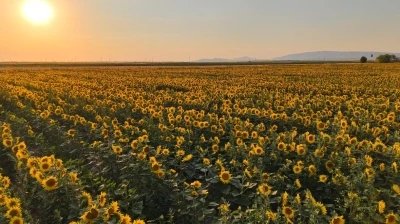 Ay&ccedil;i&ccedil;eği tarlaları g&ouml;rsel ş&ouml;len oluşturuyor
