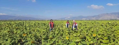 Ay&ccedil;i&ccedil;eğinde tohum desteği başladı
