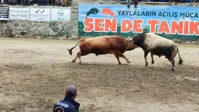Ayder&rsquo;de boğa g&uuml;reşleri heyecanı yaşandı
