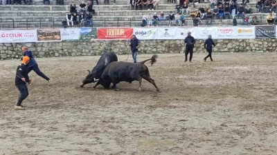 Ayder&rsquo;de boğa g&uuml;reşleri sağanak yağışa rağmen heyecanlı başladı
