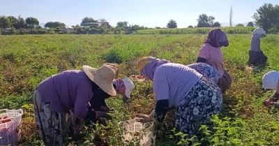 Aydın&rsquo;da 12 bin 94 dekarda domates hasadı s&uuml;r&uuml;yor
