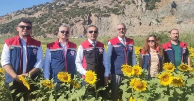 Aydın’da 95 bin dekar alanda ayçiçeği ekiliyor
