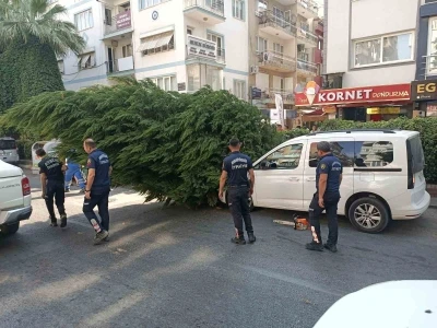 Aydın’da ağaç aracın üstüne devrildi
