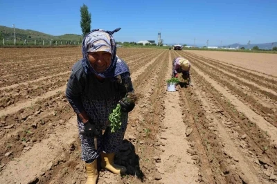 Aydın&rsquo;da biberler toprakla buluştu
