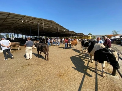 Aydın’da canlı hayvan nakliyesi ile ilgili eğitim verilecek
