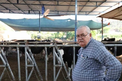 Aydın&rsquo;da &ccedil;&ouml;l sıcakları inekleri strese soktu; ahırlar vantilat&ouml;r ile serinletiliyor
