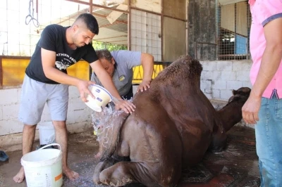 Aydın’da çöl sıcaklarından olumsuz etkilenen develer yıkamaya alındı
