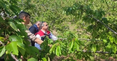 Aydın&rsquo;da dolu vurdu, zarar g&ouml;ren tarım arazileri yerinde incelendi

