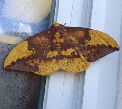 Aydın’da kelebeğin sırtındaki insan silüeti dikkat çekti
