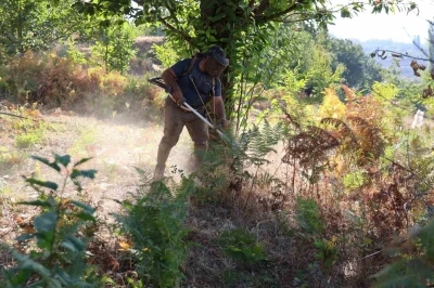 Aydın’da kestane hasat sezonu için hazırlıklar başladı
