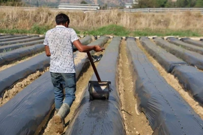 Aydın’da kış çileği hazırlıkları başladı
