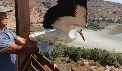 Aydın’da kurtarılan leylek ve flamingo doğaya salındı
