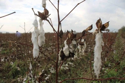 Aydın’da pamuk tarlalarını dolu vurdu
