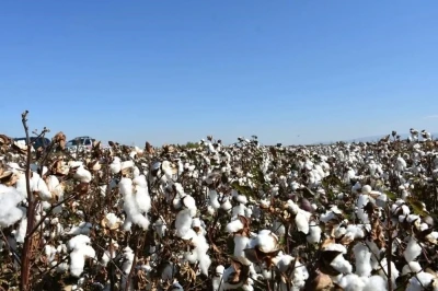 Aydın’da pamuk üreticilerine uyarı
