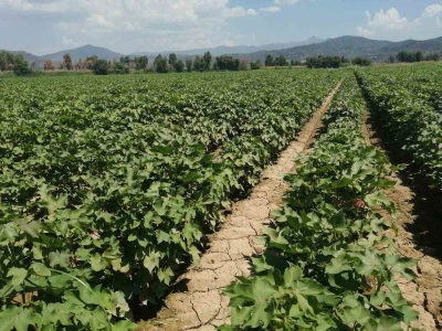 Aydın&rsquo;da pamukta zararlı uyarısı

