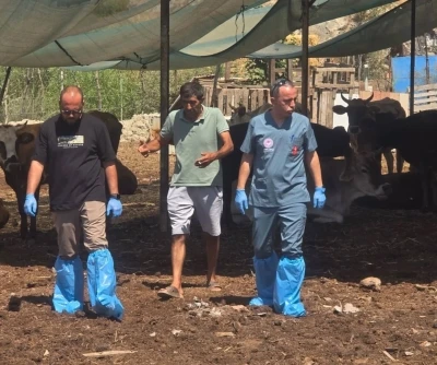 Aydın’da şap hastalığına karşı aşılama çalışmaları sürüyor
