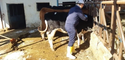 Aydın’da şap hastalığına karşı aşılama çalışmaları sürüyor
