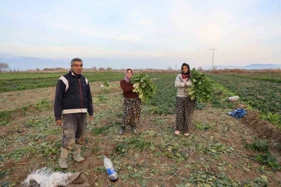 Aydın&rsquo;da soğuk hava sebzeyi vurdu, tarlada verim d&uuml;şt&uuml;
