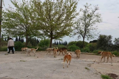 Aydın&rsquo;da sokak k&ouml;peği sorunu devam ediyor
