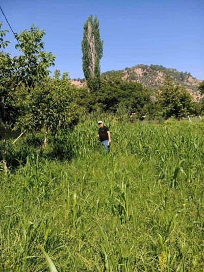 Aydın&rsquo;da sorgum otu ekili alanlar kontrol edildi
