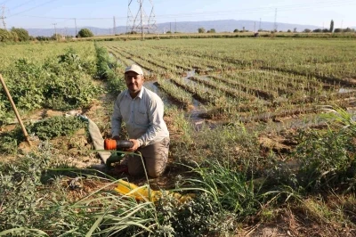 Aydın’da su kıtlığı çiftçilerin mesai saatlerini değiştirdi
