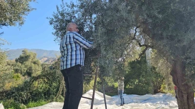 Aydın’da zeytin hasadı sürüyor
