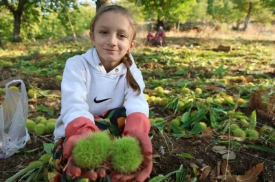 Aydın’ın dağlarında hareketlilik başladı, kestane üreticilerini hasat telaşı sardı
