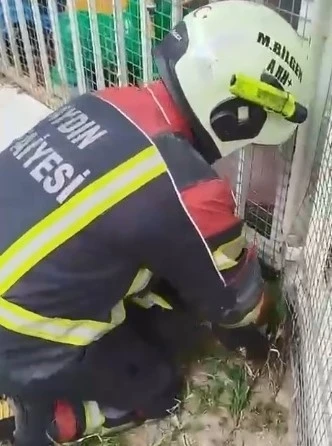 Aydın itfaiyesinden kirpi operasyonu

