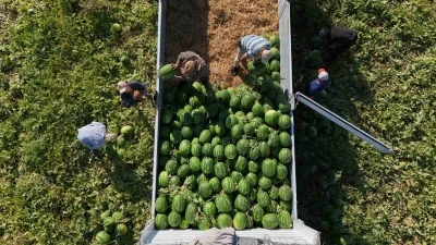Aydın karpuzu i&ccedil;in g&uuml;n doğmadan sıraya giriyorlar
